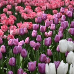 Meet your Posher, Wendee